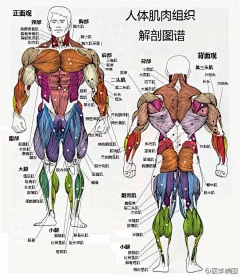 yijing9891采集到艺用人体