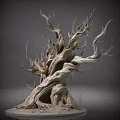 Pinus balfouriana Balf