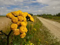 檀香，一种普通的檀香花