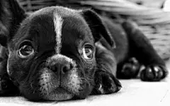 忧郁卖萌的法国斗牛犬幼犬 动物壁纸