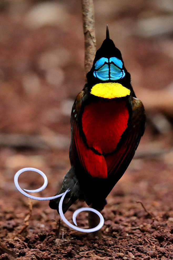 雀形目极乐鸟科丽色极乐鸟属威氏丽色极乐鸟