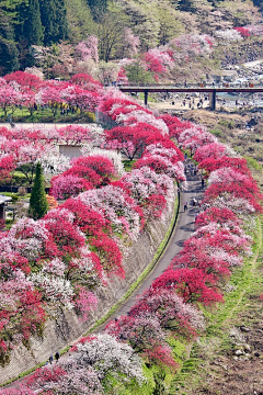 土_狗采集到昌都001