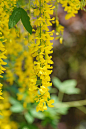 taka3:

きんぐさり (金鎖)/ Laburnum anagyroides by nobuflickr on Flickr.
