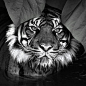 amazing black and white pictures of animals - Buscar con Google