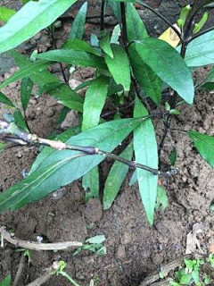 疯狂的妈采集到花镜植物