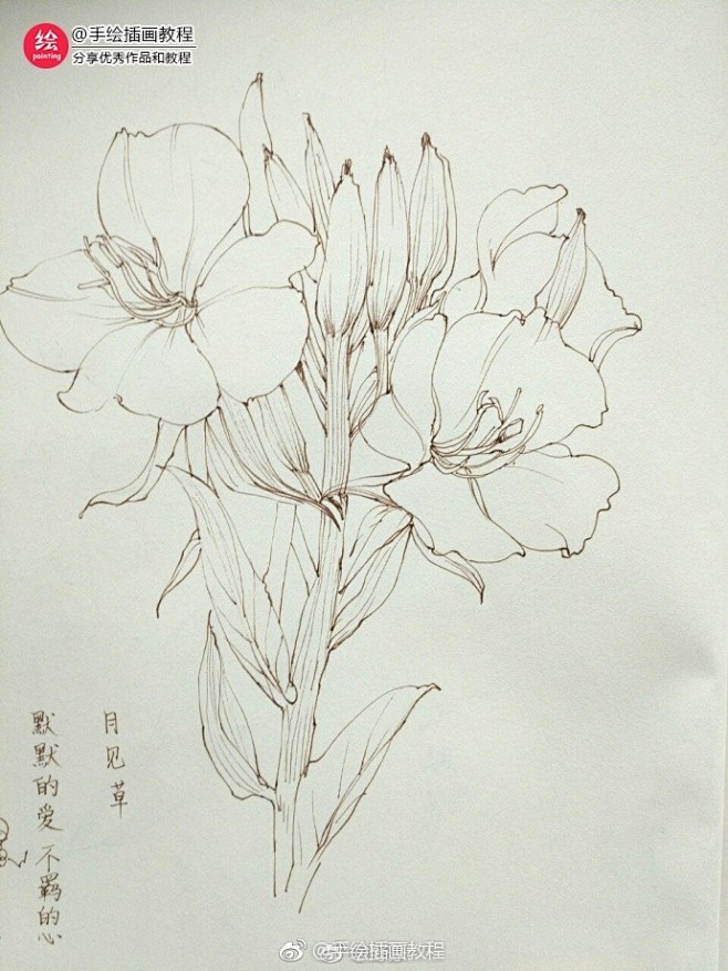 一组花卉线稿~  （作者： 野篆 ） ​...