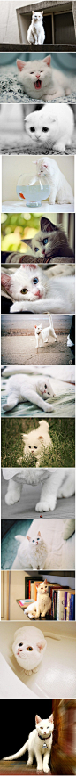 可爱宠物中心有白猫情结的，白色控转~~~期待黑猫情结！！[抱抱]