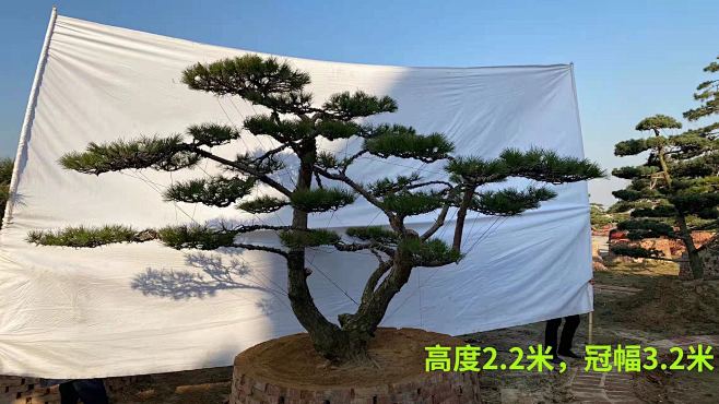 造型油松2