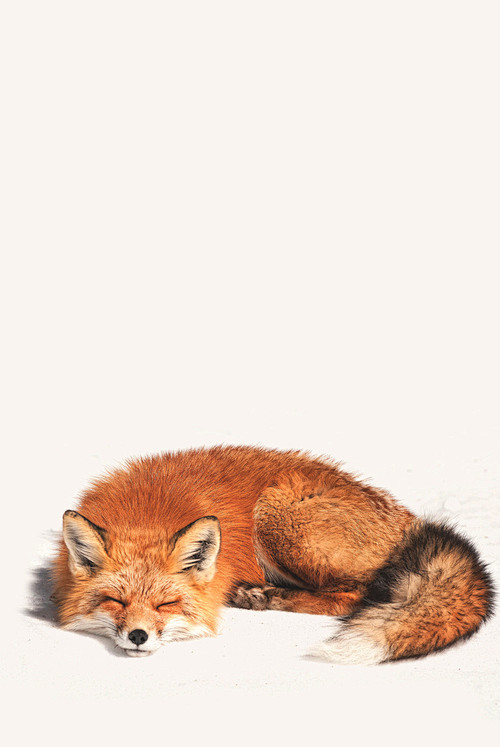 Firefox snooze