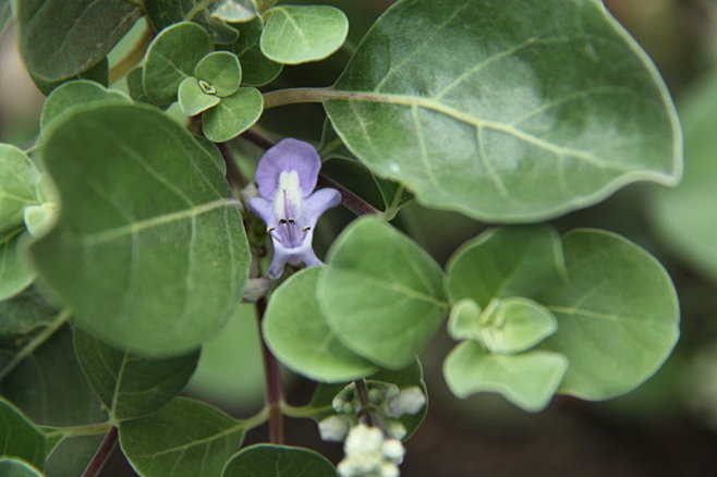 單葉蔓荊（海埔姜）
学名：Vitex o...