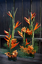 Equisetum, heliconia and mango mokara orchids