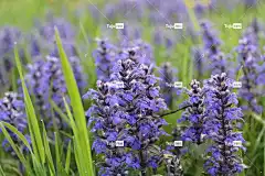 紫罗兰花 紫色的花朵 花园 草地 花卉背景 花壁纸 花朵 自然
