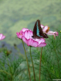 蝶恋花，花恋蝶，花蝶翩跹舞〜 野趣