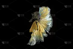 鱼类,关闭的,正下方视角,水,美,艺术,水平画幅,动物身体部位,泰国,人的眼睛