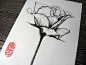 黑白花卉-时墨_手绘,黑白,针管笔,花卉_涂鸦王国插画