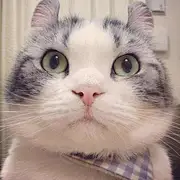 喵个小汪