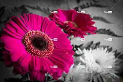 自然 花 植物 很好 花卉背景 颜色 花壁纸 选择性色彩 漂亮