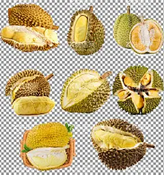 榴莲宣传包装  - 源文件下载【酷图网】卡通榴莲素材,榴莲,榴莲海报素材,榴莲广告,水果,瓶贴,可爱,宣传,榴莲素材,榴莲图片,包装,美味,新鲜,卡通榴莲,插画,插图,免扣,素材,元素,矢量,卡通,手绘,手绘榴莲,榴莲标志,logo,简约,图案,图标,榴莲插画,矢量榴莲,促销,时尚,清新,榴莲图标,一个榴莲,榴莲块,果肉,榴莲肉,切块