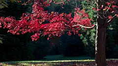 凋零树叶_秋天_秋季树叶_秋季_秋日风景_2014年41周壁纸精选_2014年10月壁纸精选_桌面壁纸_爱壁纸HD