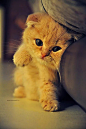 动物 猫咪 狗呆萌 喵星可爱 宠物 自然 萌宠尽在 ------> <a class="text-meta meta-mention" href="/qq431861202/">@花道士</a>