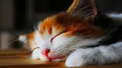 高清猫咪桌面壁纸图片