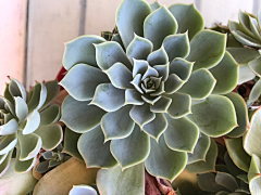 鸡蟹师采集到succulent plants