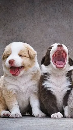 #狗狗#