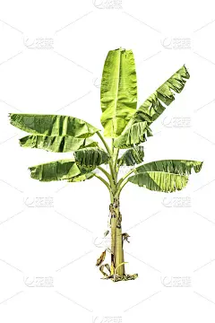树(香蕉树)绿色孤立在白色背景