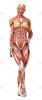 3D插图女性数字与肌肉地图上的白色