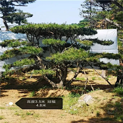 Star^_~采集到Z-造型油松