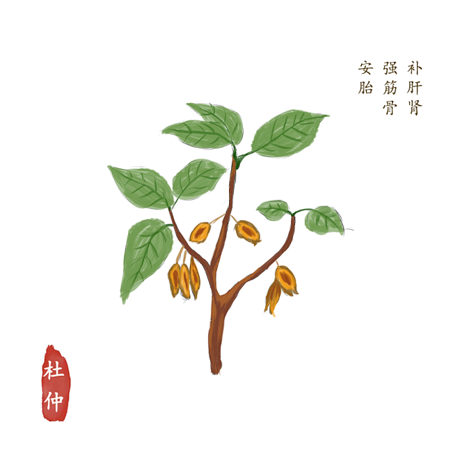 杜仲-花瓣网