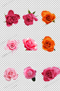 粉色玫瑰花朵PNG素材