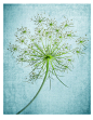 野胡萝卜花 (Queen Anne's lace) 是一种很多小花组合成的伞形花科植物，是一种在北美常见的夏季野花。它的英文名字来自于它的形状很像蕾丝。虽然它只是路旁小野花，很多饰品设计师还是很欣赏它，并且把这浪漫的形状加入到设计里。