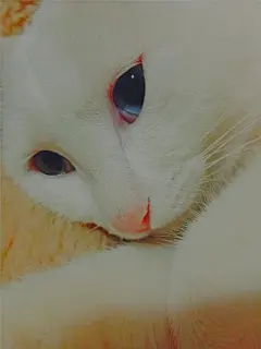#白果# #猫# #异瞳# #鸳鸯眼# #高冷# #头像# #大图# #高清# #壁纸# #胶片# #萌# #宠物# #LOMO# 