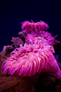 Bright Pink Sea Anemones