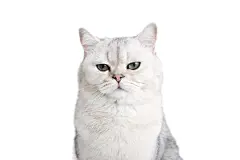 点击来源直接获取大图文件 |Funny white British cat with green eyes, on a white background,