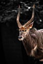 Nyala angasii by Pappu