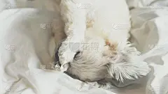这只可爱的狗狗与西施、博美和狮子狗混种，躺在一张白色的帷幔上睡觉