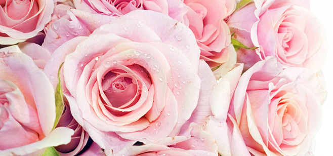 粉色,玫瑰花,水珠,鲜花壁纸