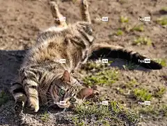 猫 背部 回转 自由背景 伸展 可爱的 高清壁纸 头发