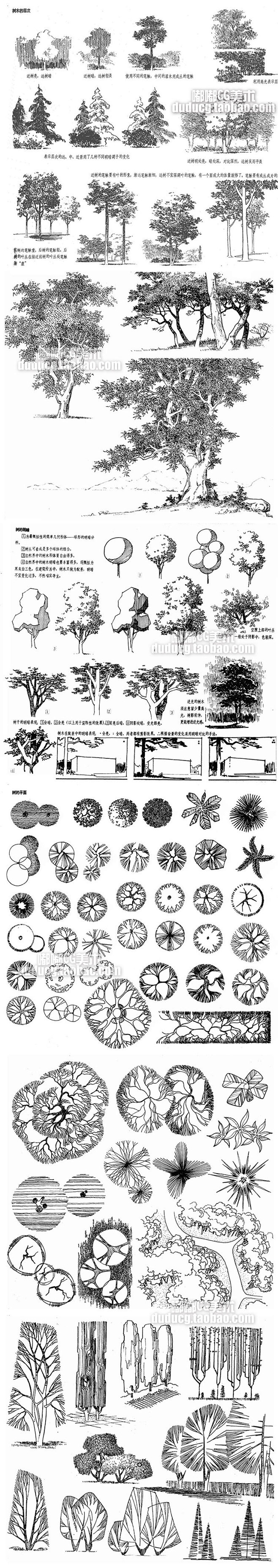 728 园林植物画法 手绘树木绘画技法线...