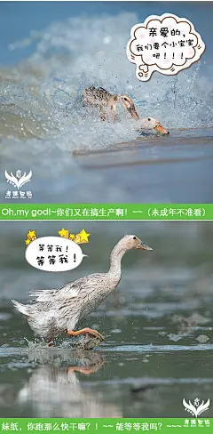 海鸭蛋 红树林海鸭蛋 原生态海鸭蛋 顺丰包邮 - 孝臻田妈食品有限公司