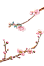 梅花枝头