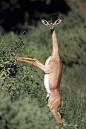 长颈羚，英文称：Gerenuk，仅产在非洲的索马里和肯尼亚，或许也是地球上进食最优雅的动物了吧！长颈羚不仅体型细长优美，表情也是非常符合自拍时代的审美标准的。