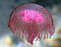 It's a pink jellyfish! : )