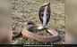 10-Foot King Cobra Hid In Car For A Week, Travelled 200 Km In Kerala