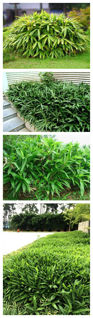 箬竹叶大、植株矮小、常绿、姿态优美, 是理想的庭院观赏和园林绿化竹种。阔叶箬竹的杆作竹筷和笔杆，叶作斗笠，船篷或包粽子，枝叶茂密，易修剪造型 ...