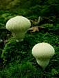 千奇百怪的蘑菇！