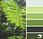 fern hues