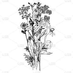 草本,背景聚焦,请柬,环境,图像,花朵,绘制,花,模仿,装饰